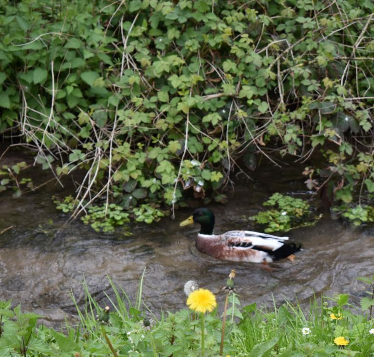 Canard sur l'eau