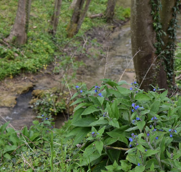 Ruisseau derrière des fleurs violettes