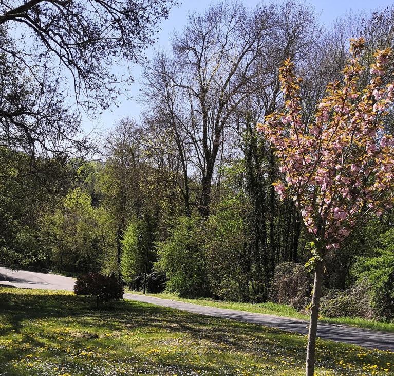 Arbre fleuri